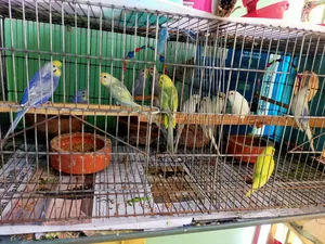Budgerigar Bird