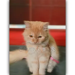 1+ Year Female Purebred Persian