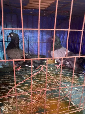 High-quality family pigeons
