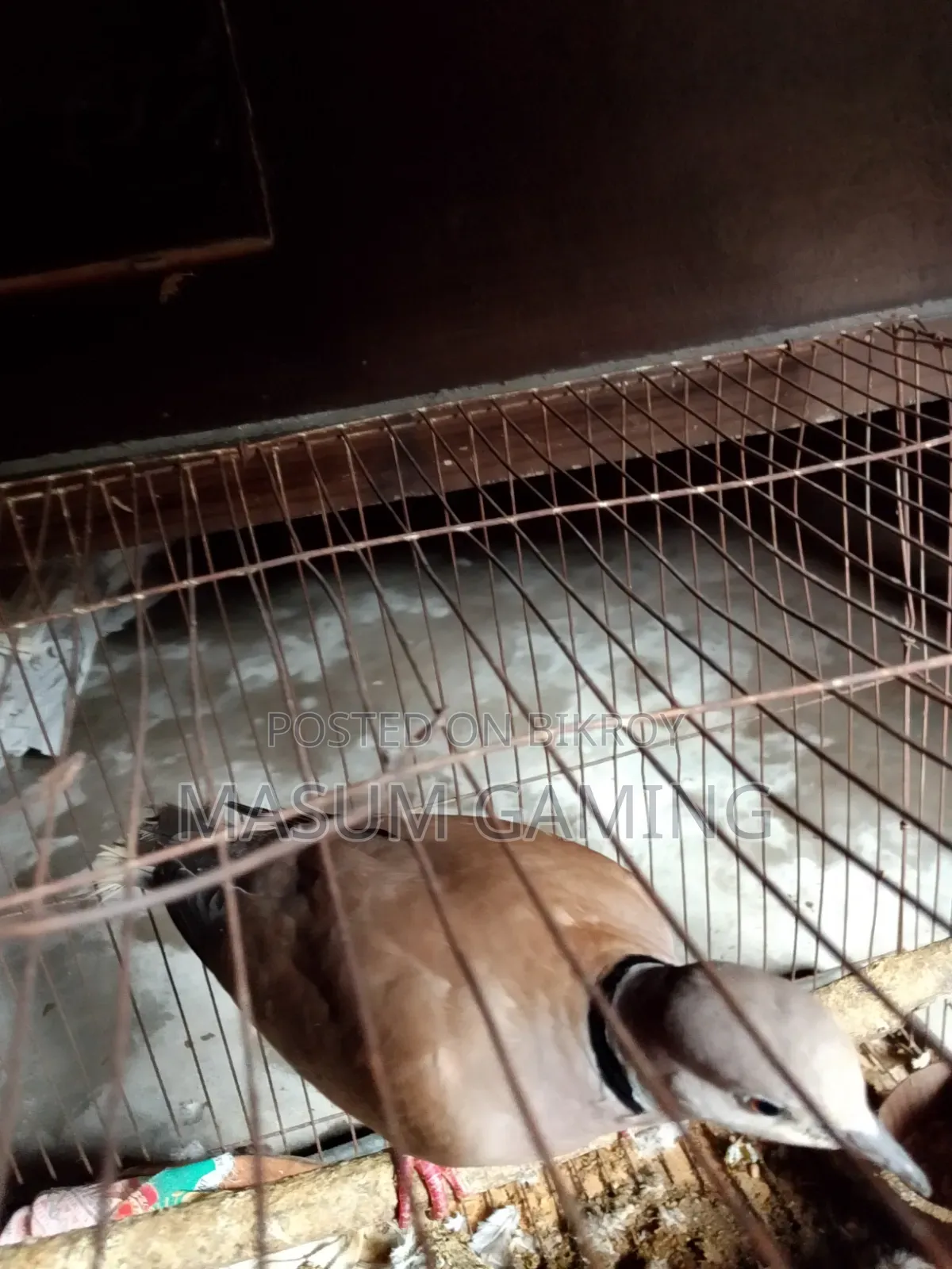 আস্ট্রেলিয়ান ঘুঘু