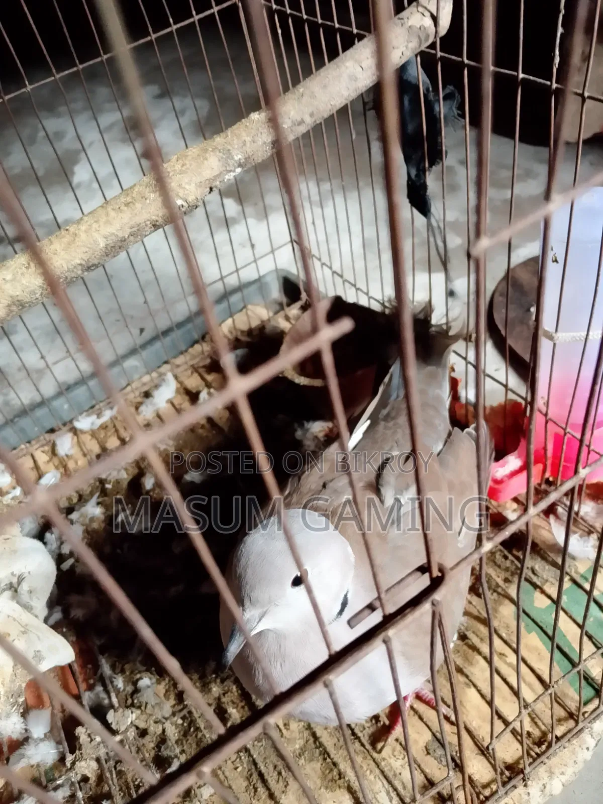 আস্ট্রেলিয়ান ঘুঘু
