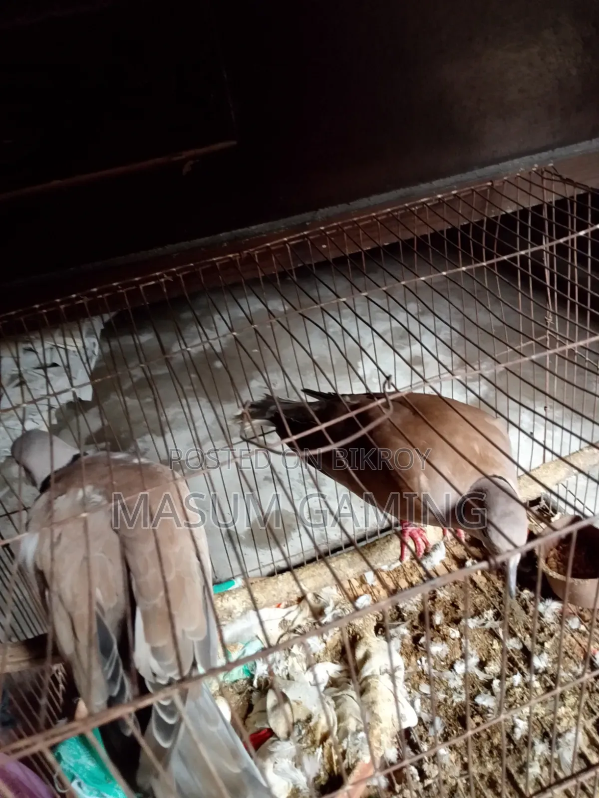 আস্ট্রেলিয়ান ঘুঘু
