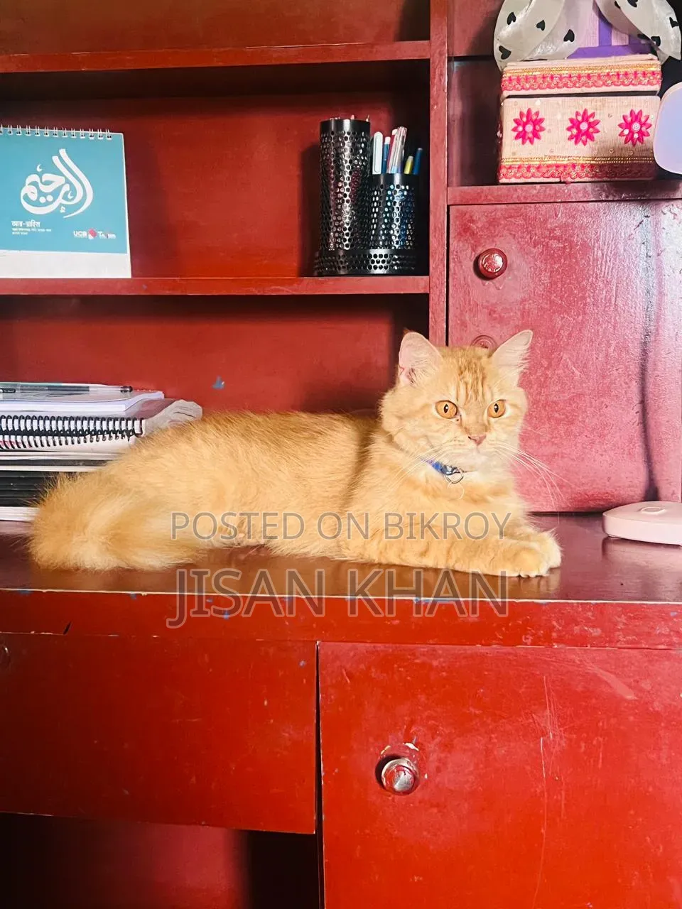1+ Year Female Purebred Persian