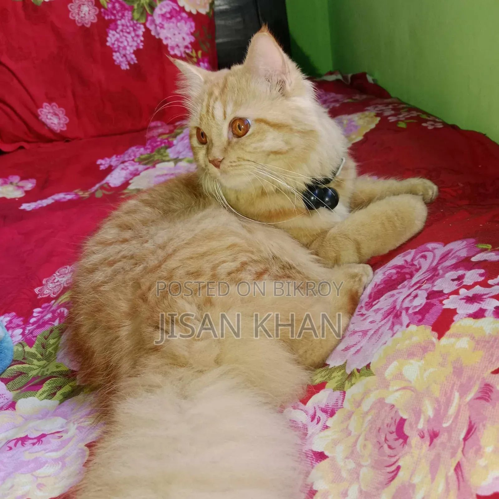 1+ Year Female Purebred Persian