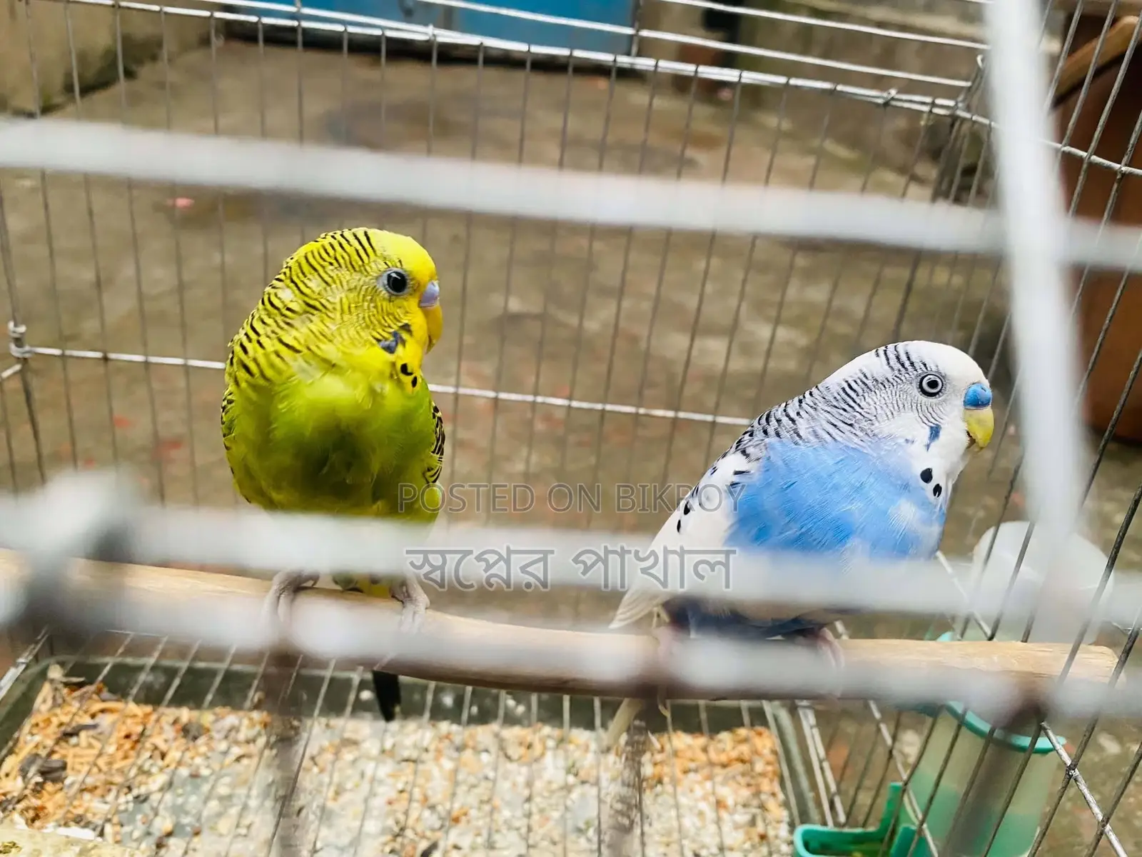 Bird Sell Post