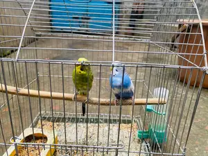 Bird Sell Post