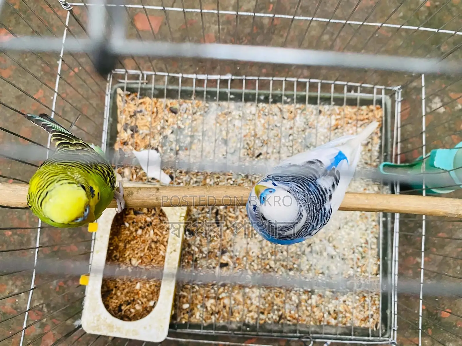 Bird Sell Post