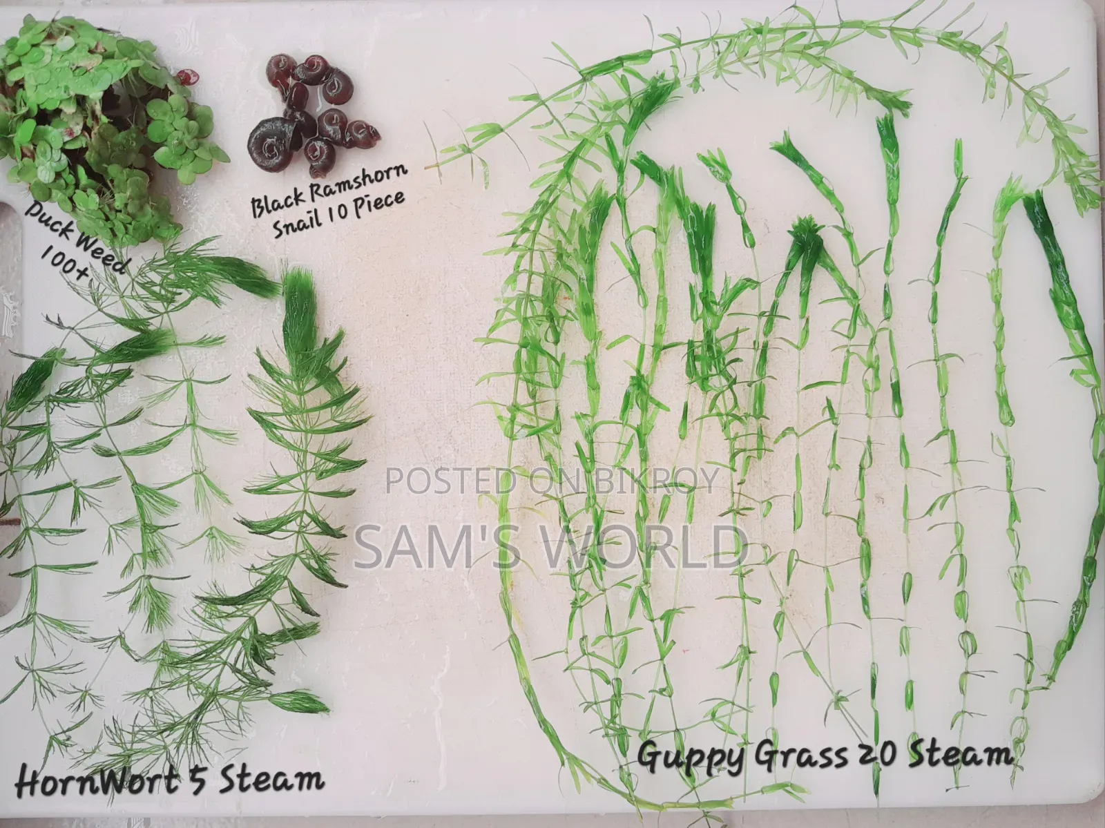 Aquarium Plants | Combo Offer | Live Plants