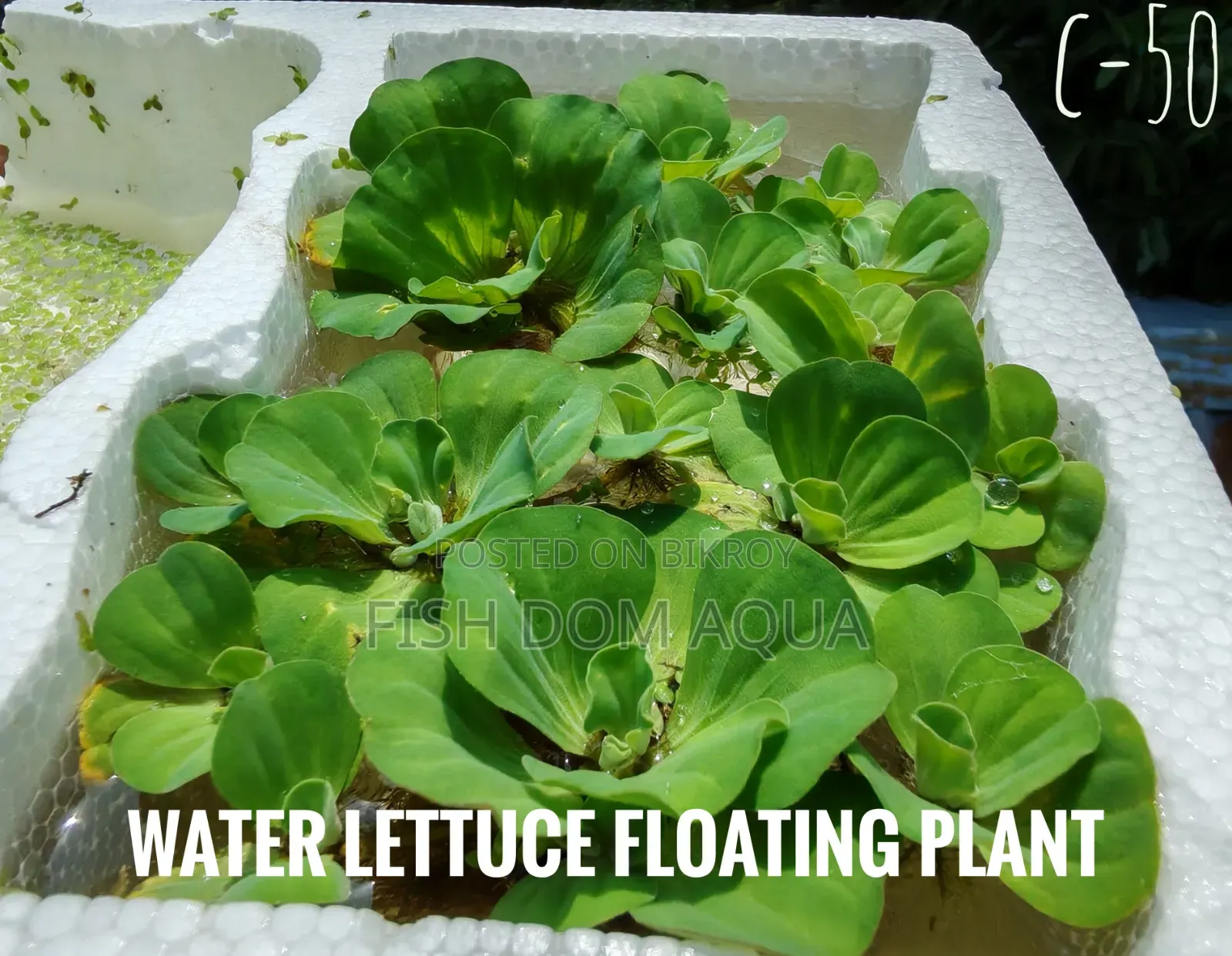 Water Lettuce (Aquarium Plant)