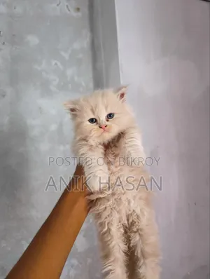 1-3 Months Female Purebred Persian