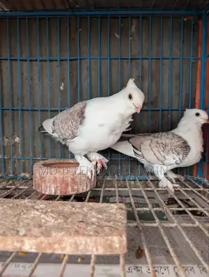Jhorna Satin Pigeon