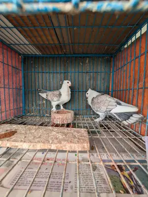 Jhorna Satin Pigeon