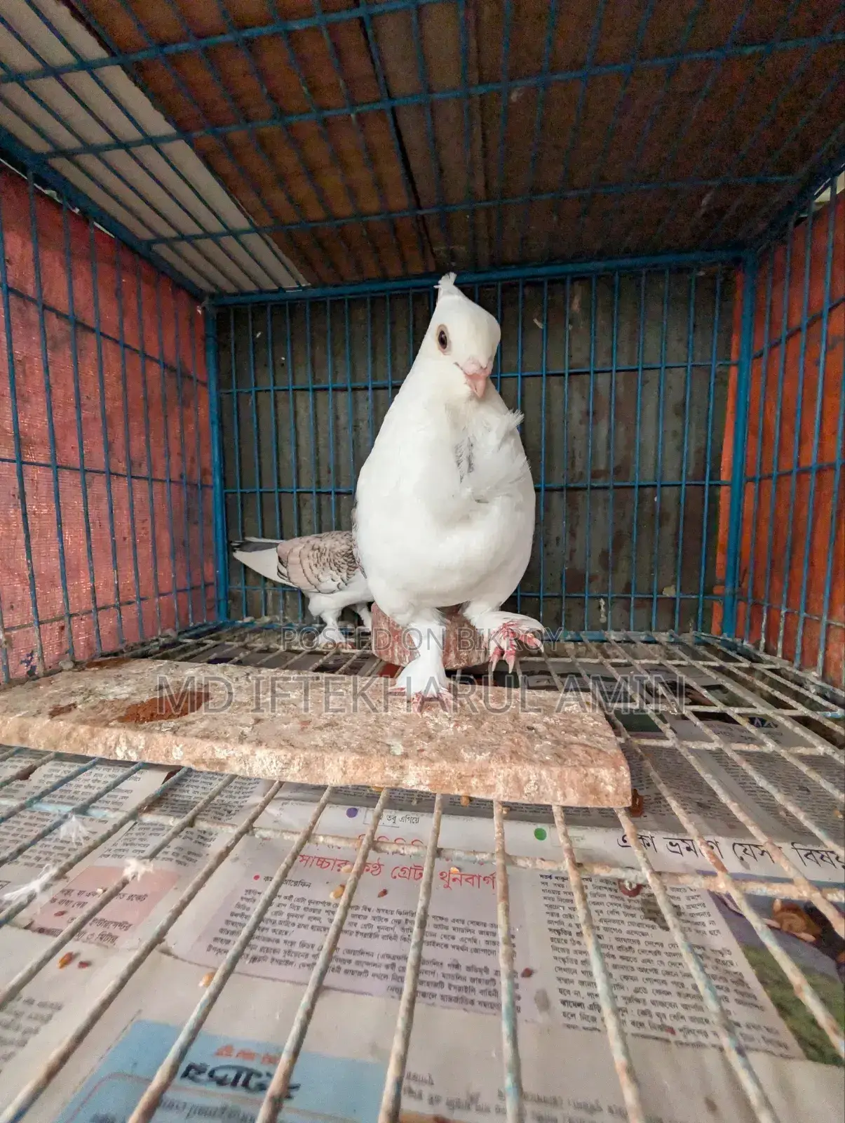 Jhorna Satin Pigeon