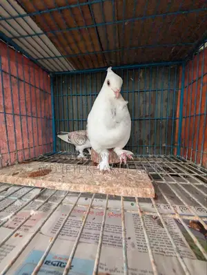 Jhorna Satin Pigeon