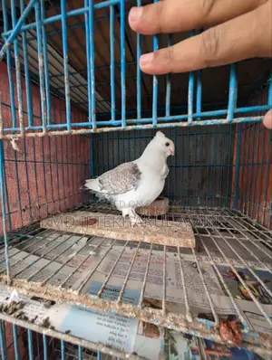 Jhorna Satin Pigeon