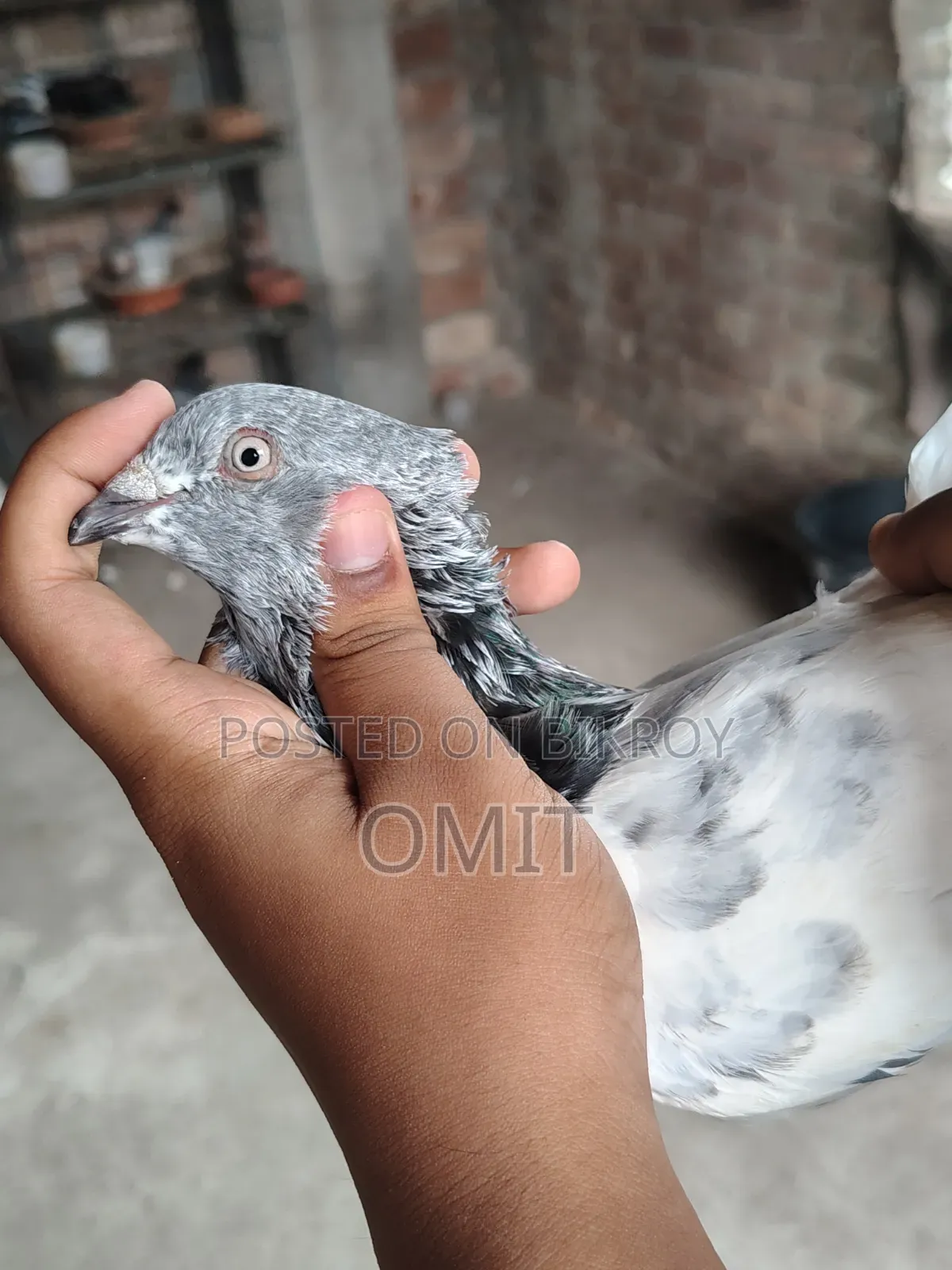 ছিলভার গলা নর