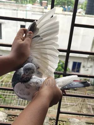ছিলভার গলা নর