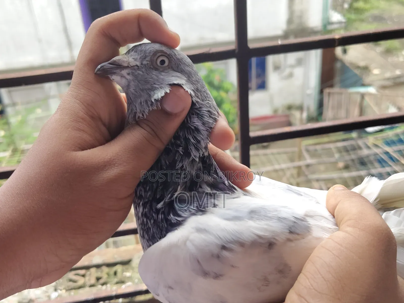ছিলভার গলা নর