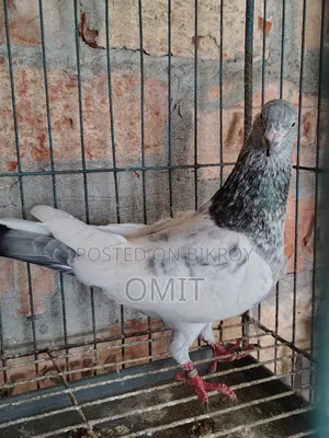 ছিলভার গলা নর