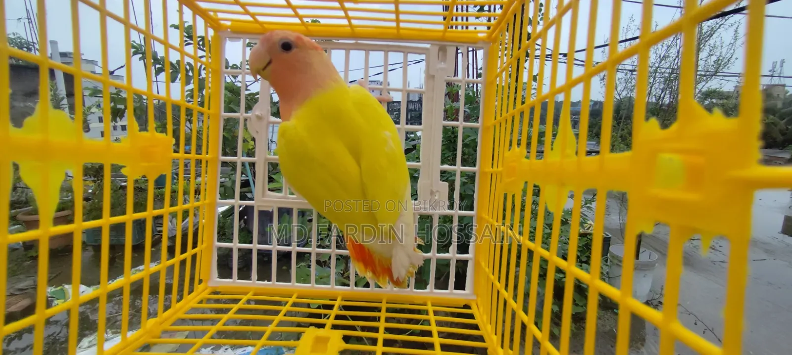 লুটিনো রেড হেড ওপালিন লাভবার্ড
