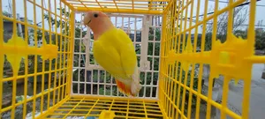 লুটিনো রেড হেড ওপালিন লাভবার্ড