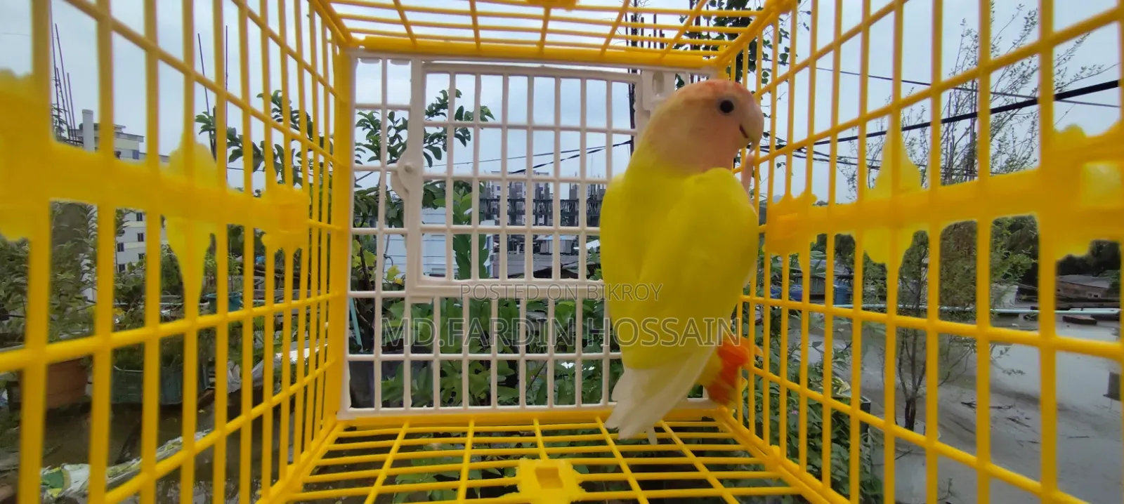 লুটিনো রেড হেড ওপালিন লাভবার্ড