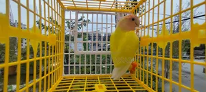 লুটিনো রেড হেড ওপালিন লাভবার্ড