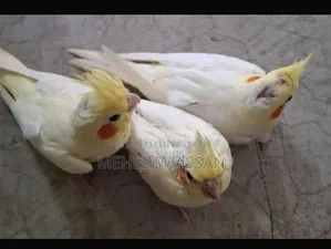 কোকাটেল পাখি