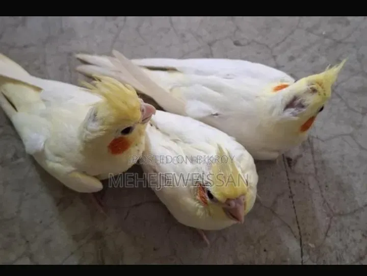 কোকাটেল পাখি