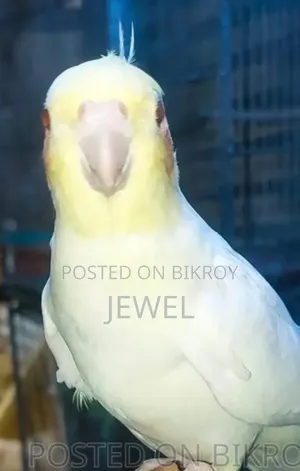 কোকাটেল পাখি