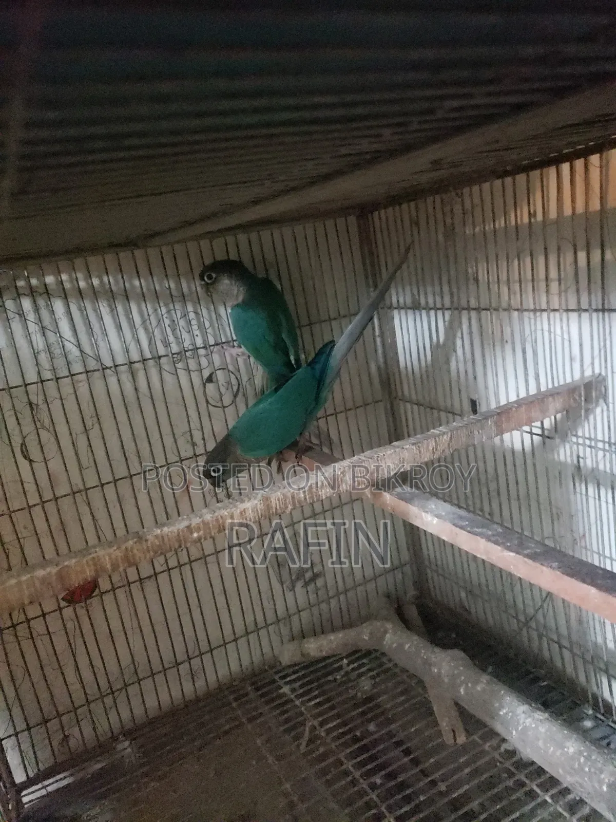 Blue Running Turquoise pair for sale.