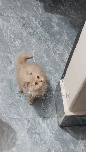 1-3 Months Female Purebred Persian