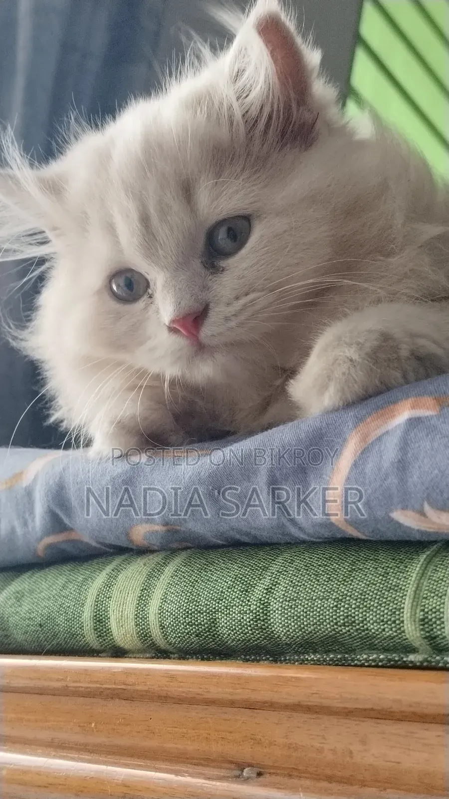 1-3 Months Female Purebred Persian