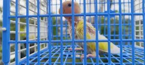 লুটিনো রেড হেড ওপালাইন লাভবার্ড টিম সাইজ বেবি