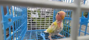 লুটিনো রেড হেড ওপালাইন লাভবার্ড টিম সাইজ বেবি