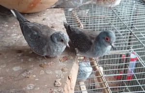 Diamond Dove for sale