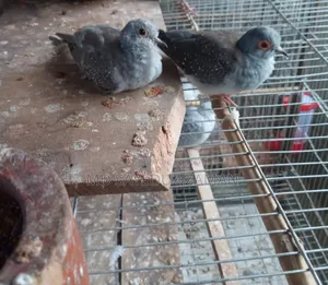 Diamond Dove for sale