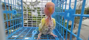 লুটিনো রেড হেড ওপালাইন লাভবার্ড টিম সাইজ বেবি