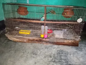 বাজুরিকা পাকি২জোরা