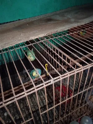 বাজুরিকা পাকি২জোরা