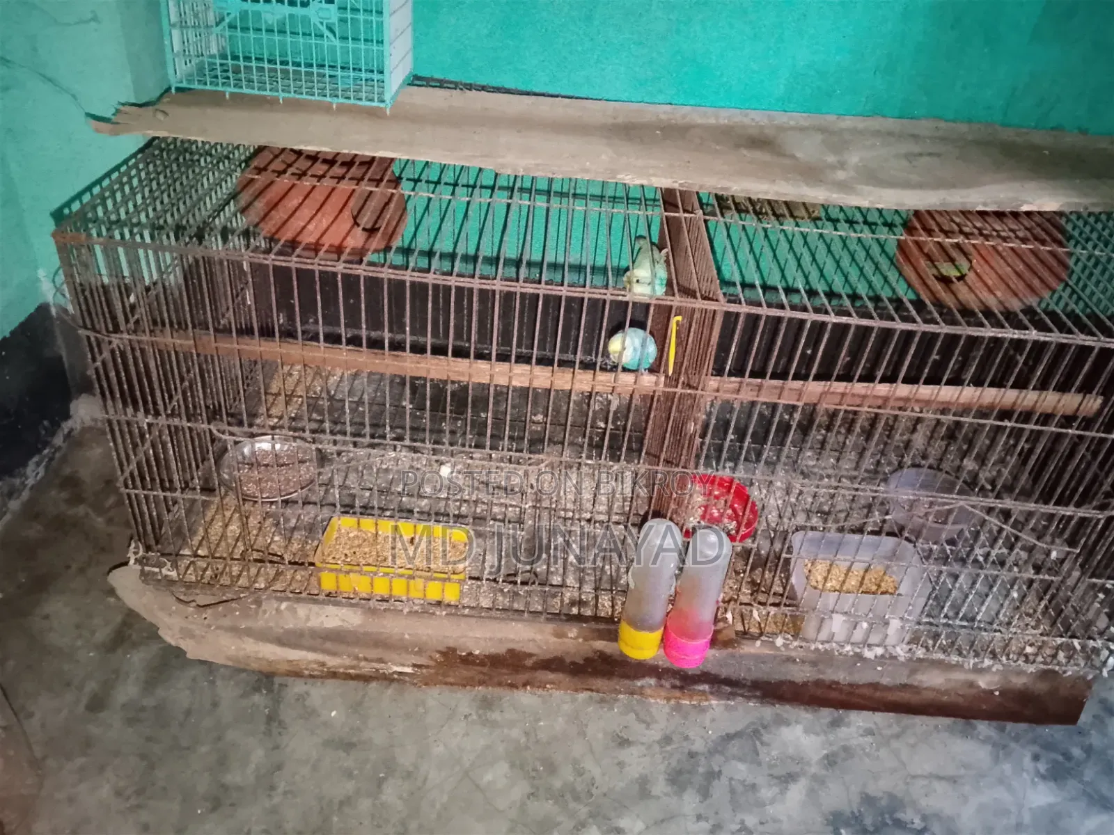 বাজুরিকা পাকি২জোরা