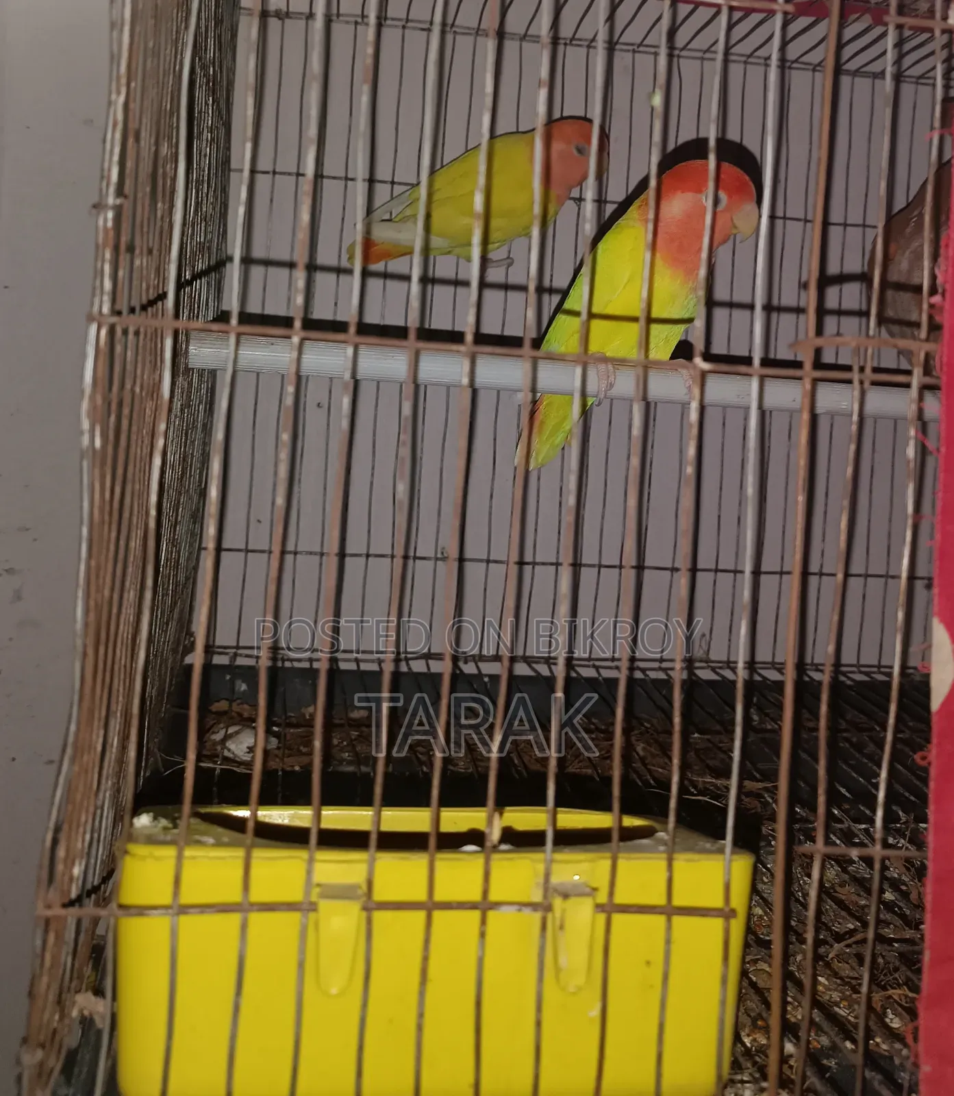 Lutino Opaline One Pair Love Bird Sell Hobe