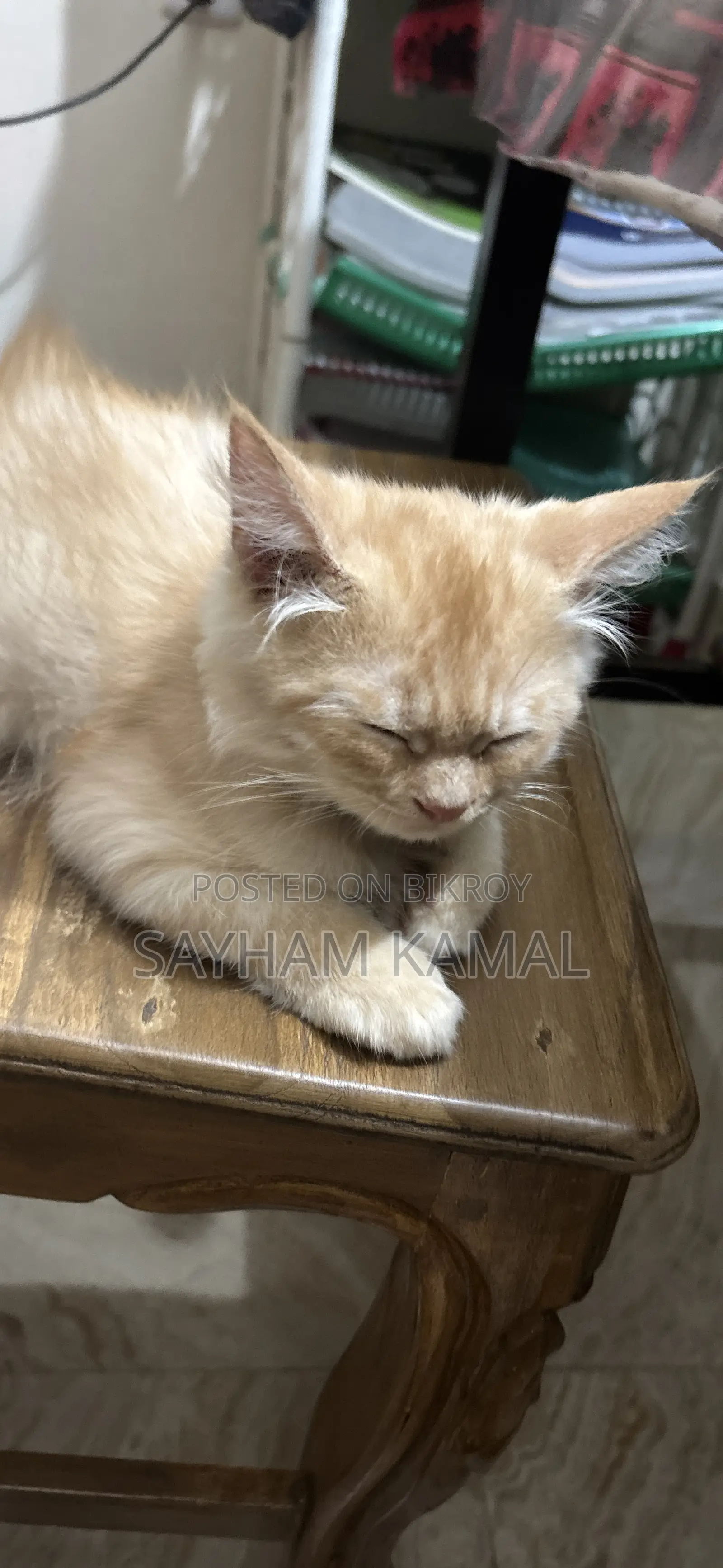 3-6 Months Male Purebred Persian