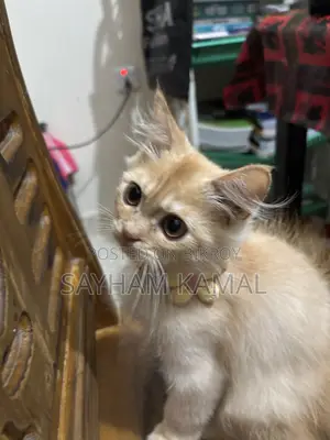 3-6 Months Male Purebred Persian