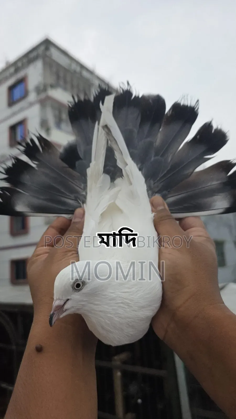 কালদম জোড়া