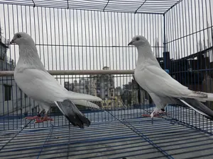 কালদম জোড়া