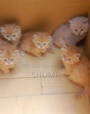 1-3 Months Female Mixed Breed Bengal