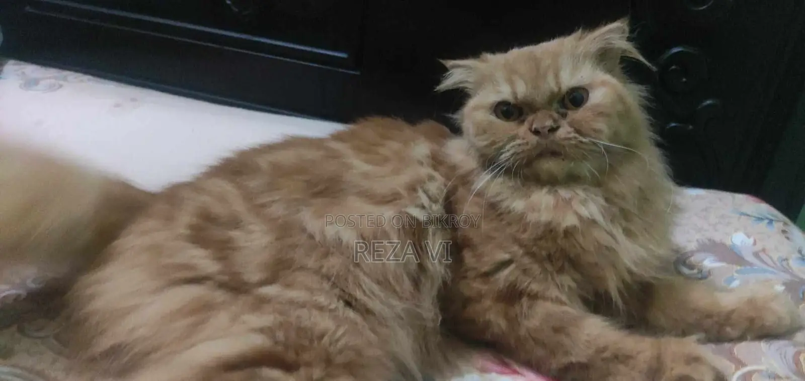 1+ Year Female Purebred Persian