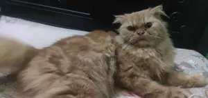 1+ Year Female Purebred Persian