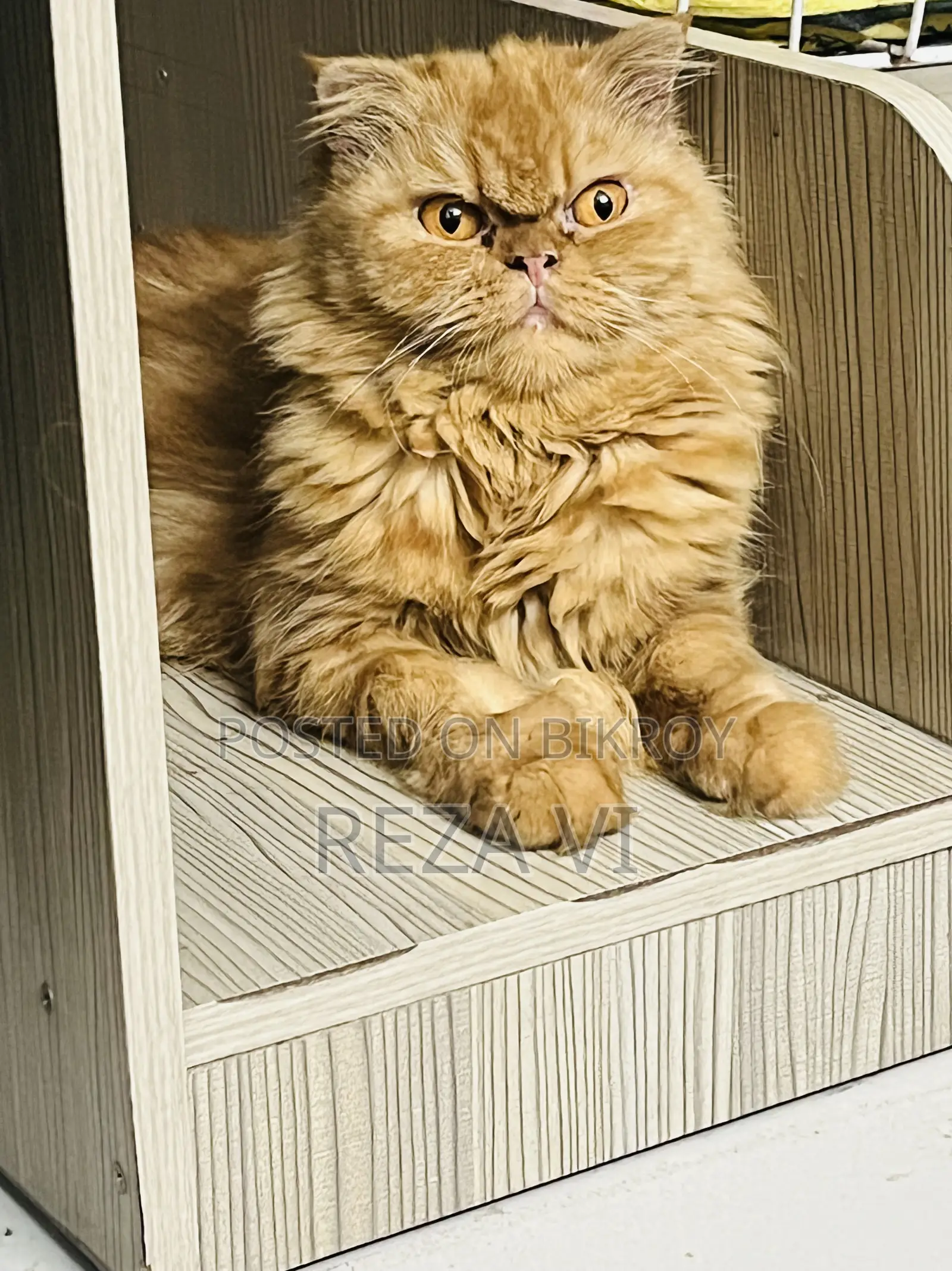 1+ Year Female Purebred Persian